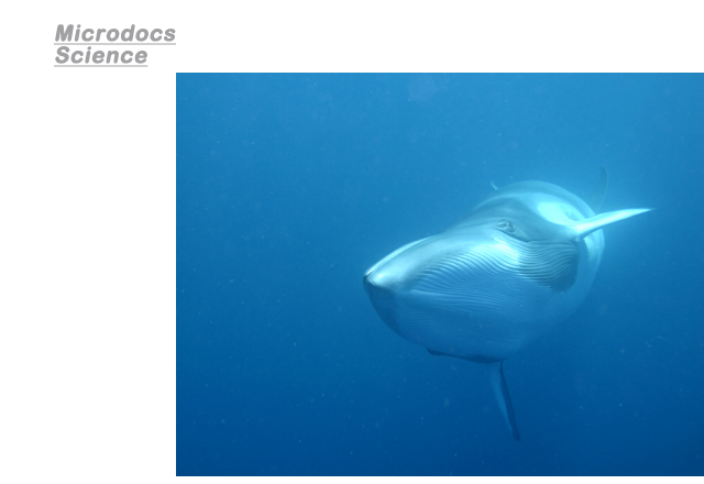 Minke-whale-Microdocs